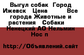 Выгул собак. Город Ижевск › Цена ­ 150 - Все города Животные и растения » Собаки   . Ненецкий АО,Нельмин Нос п.